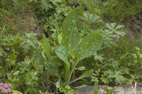 Cerinthe glabra subsp. caucasica E. Hadac ex A. I. Galushko resmi