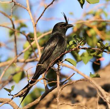 Image of Crested Drongo