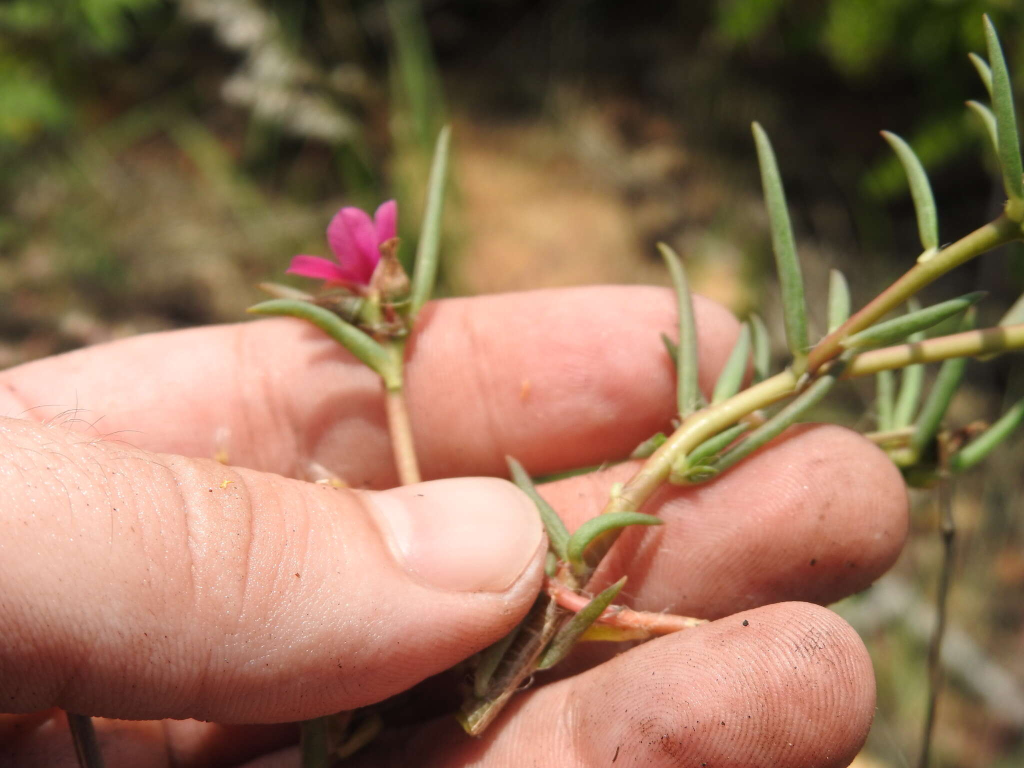 Image of Portulaca kermesina N. E. Brown