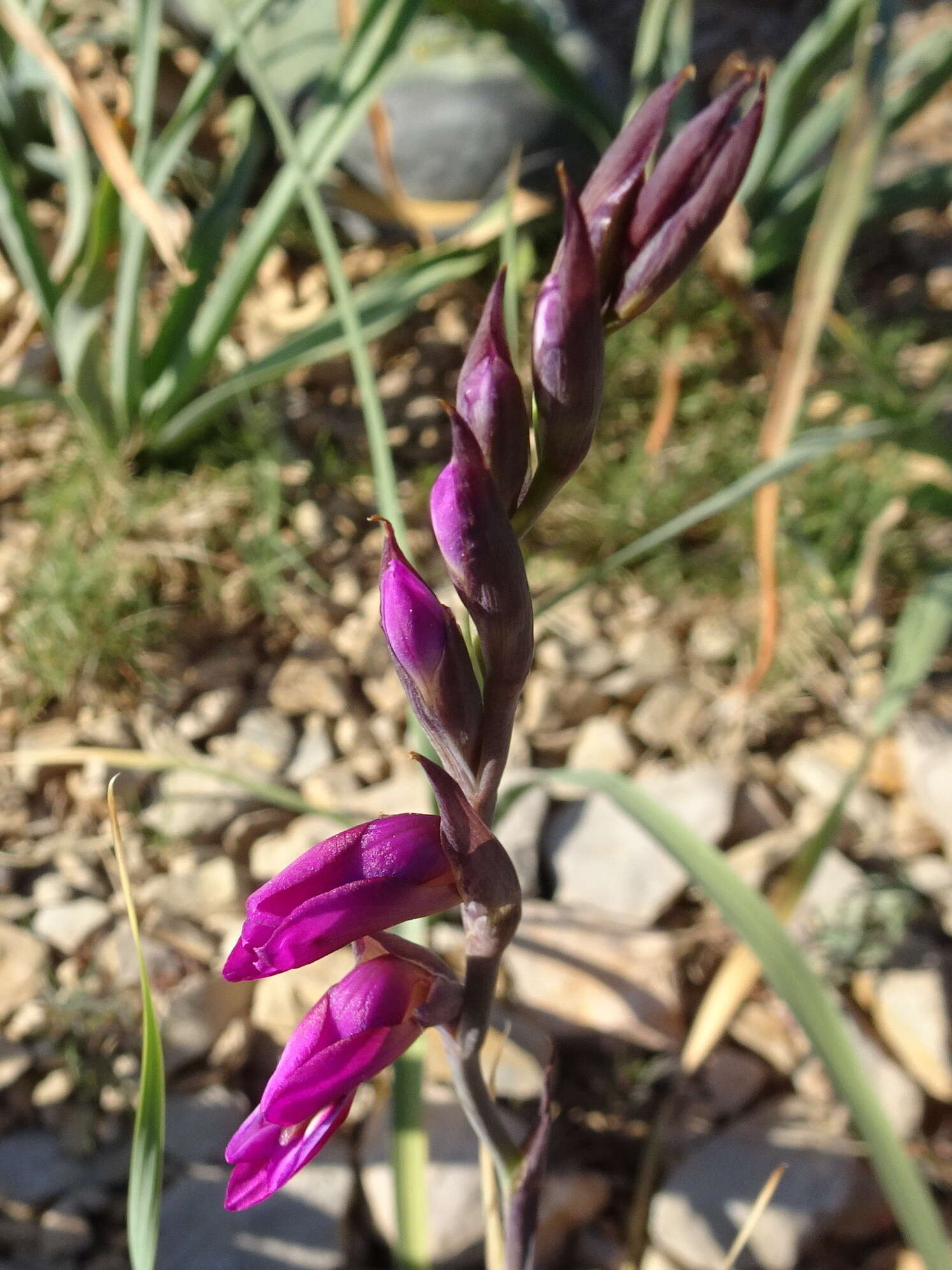 Image of Common Sword Lily