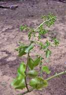 Image of Talinella boiviniana Baill.