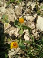 Image of False sowthistle