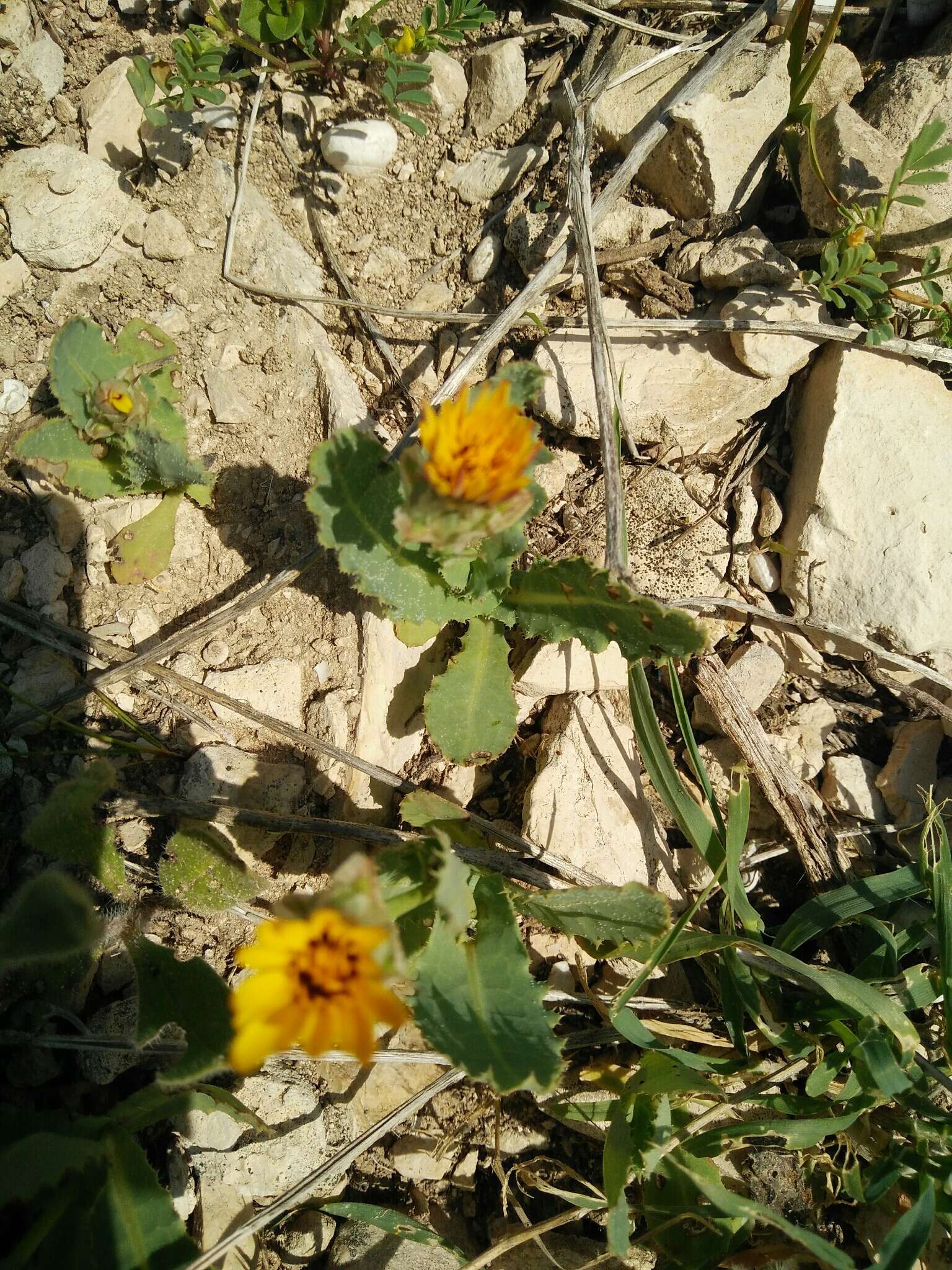 Image of False sowthistle