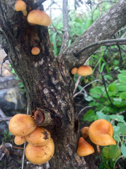 Plancia ëd Flammulina velutipes (Curtis) Singer 1951