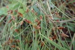 Image of Bulbostylis hispidula subsp. pyriformis (Lye) R. W. Haines