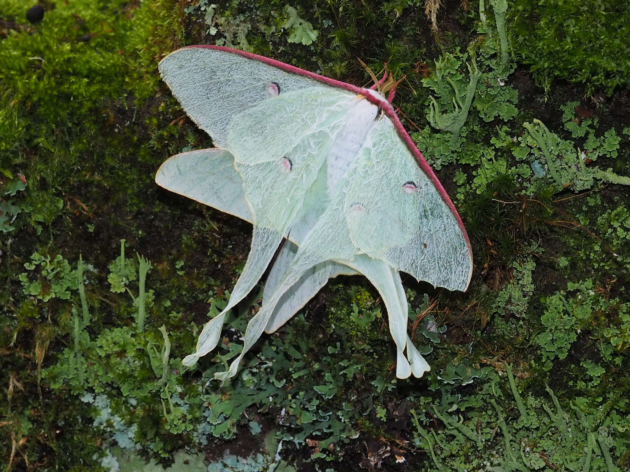 Image of Actias neidhoeferi Ong & Yu 1968