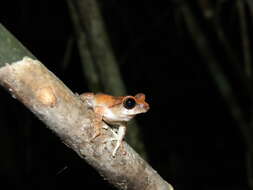 Image of Raorchestes johnceei Zachariah, Dinesh, Kunhikrishnan, Das, Raju, Radhakrishnan, Palot & Kalesh 2011