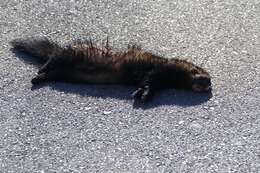 Image of western polecat, polecat