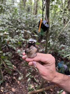 Image of Brown-chested Alethe