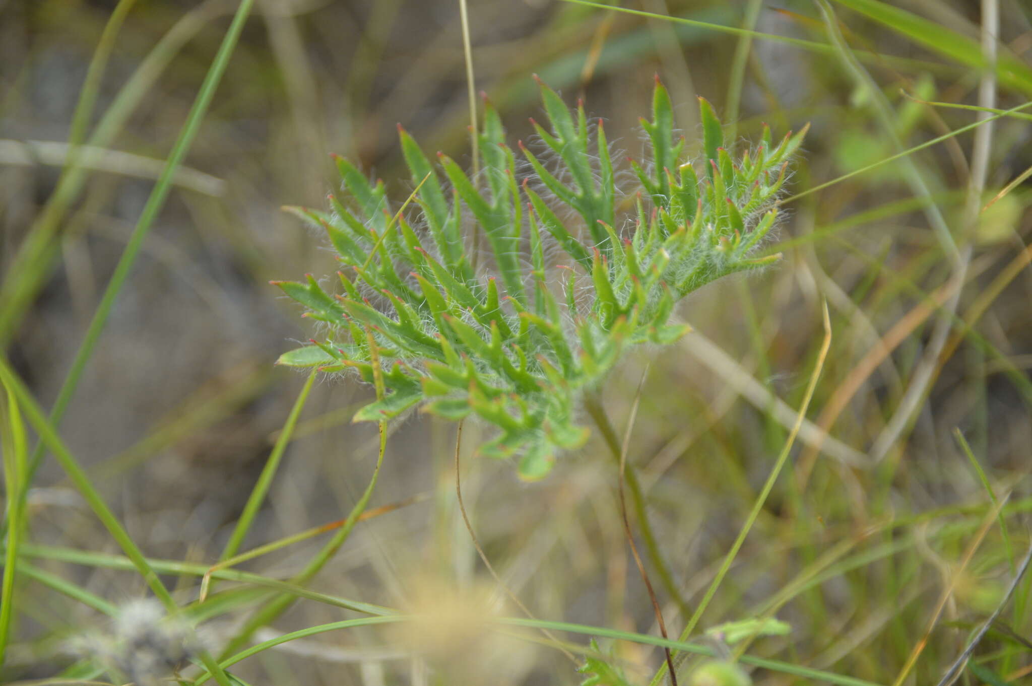 Image of Pelargonium pulverulentum Colv. ex Sweet