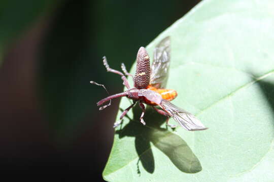 Image of Weevil