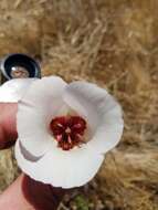 Calochortus simulans (Hoover) Munz resmi