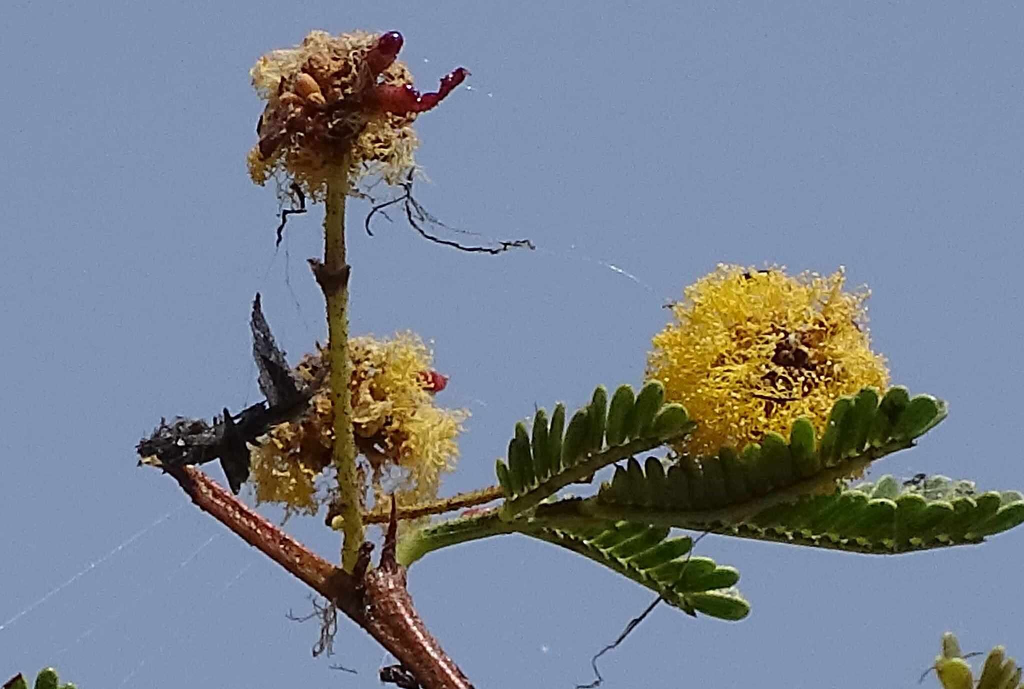 Image of Vachellia hockii (De Wild.) Seigler & Ebinger