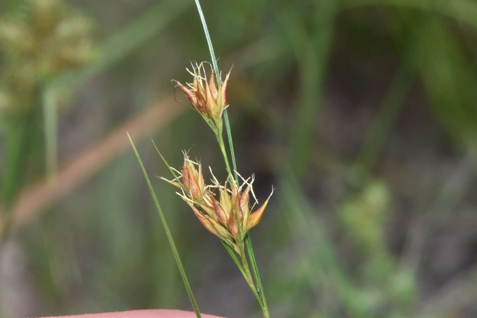 Image of Slender Beak Sedge