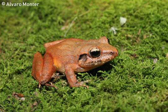 Image of Polymorphic Robber Frog