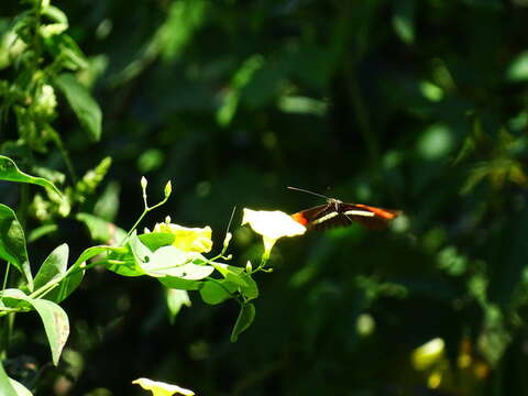 Image of Crimson Patched Longwing