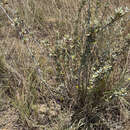 Image of Pervillaea venenata (Baill.) J. Klack.