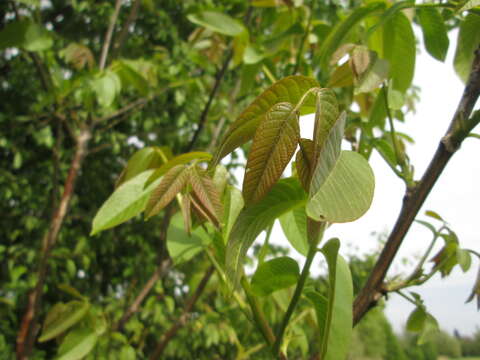 Image of Common walnut