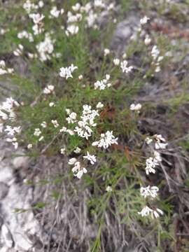 Image of Asperula tephrocarpa Czern. ex Popov & Chrshan.