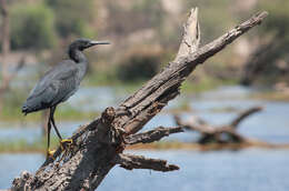 Image of Black Egret