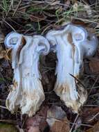 Image of Cortinarius cylindripes Kauffman 1905