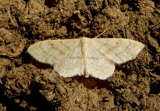 Image of Idaea deversaria Herrich-Schäffer 1847