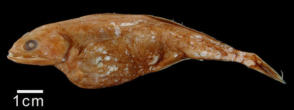 Image of <i>Chiasmodon harteli</i> Melo 2009