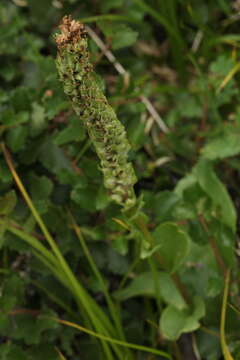 Imagem de Lagotis integrifolia (Willd.) Schischk. ex Vikulova