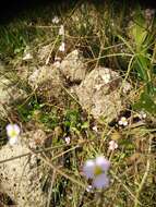 Image of Narrow-leaved Water-plantain