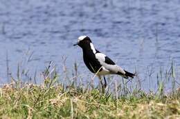 Image of Blacksmith Lapwing