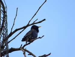 Sivun Sturnus vulgaris granti Hartert 1903 kuva