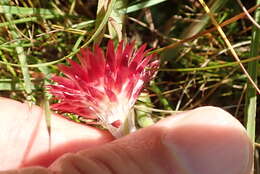 Image of Helichrysum adenocarpum DC.