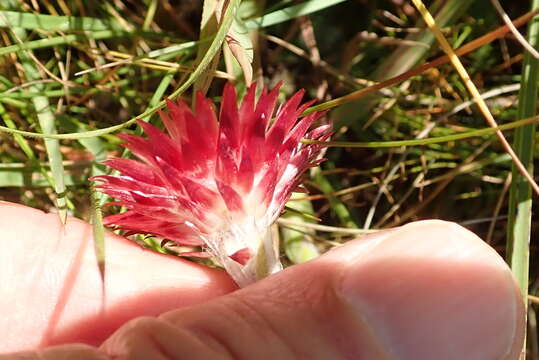 Image of Helichrysum adenocarpum DC.