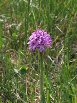 Sivun Neotinea tridentata subsp. tridentata kuva