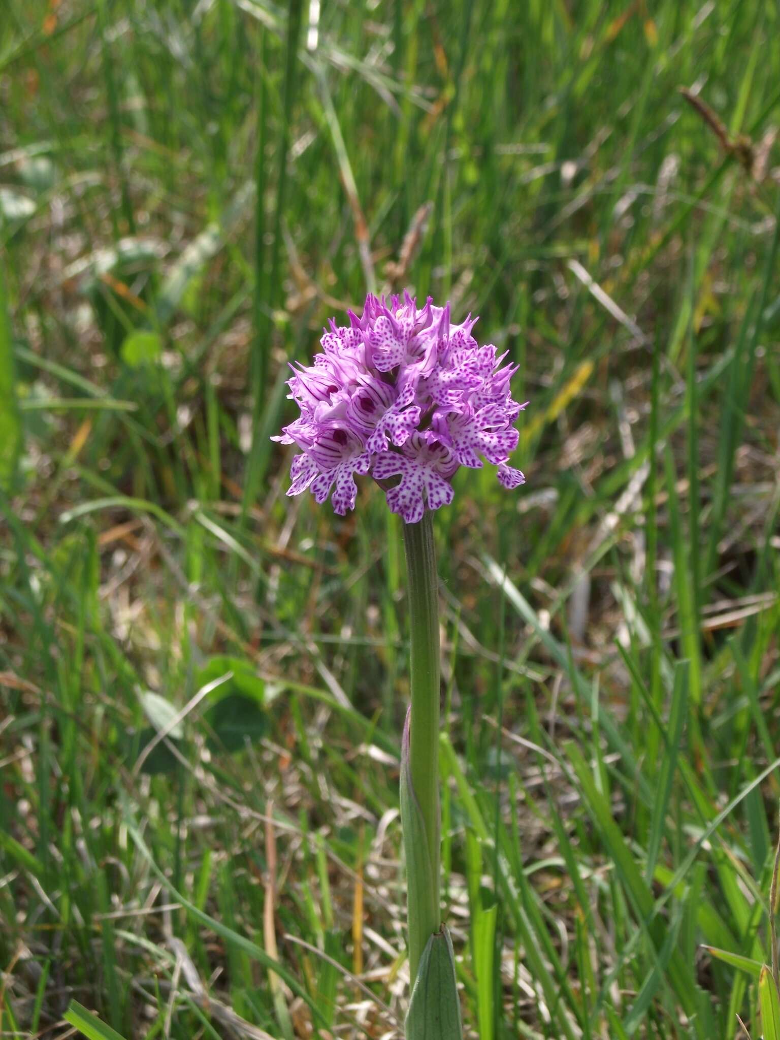 Sivun Neotinea tridentata subsp. tridentata kuva