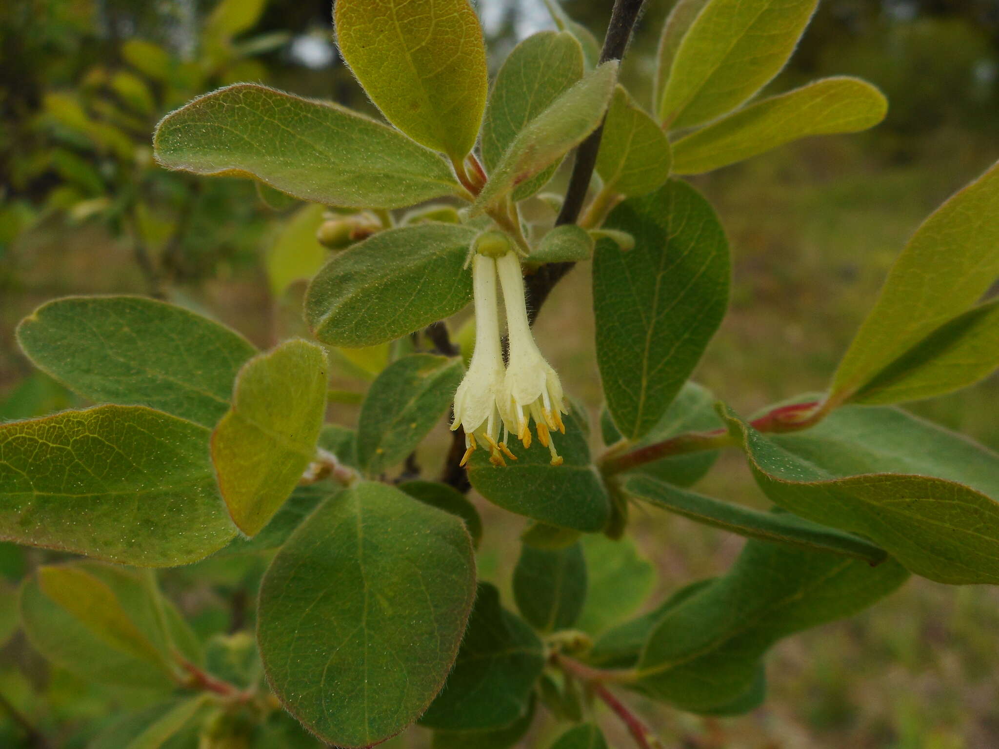Image of Lonicera caerulea subsp. baltica (Pojark.) N. N. Tzvelev