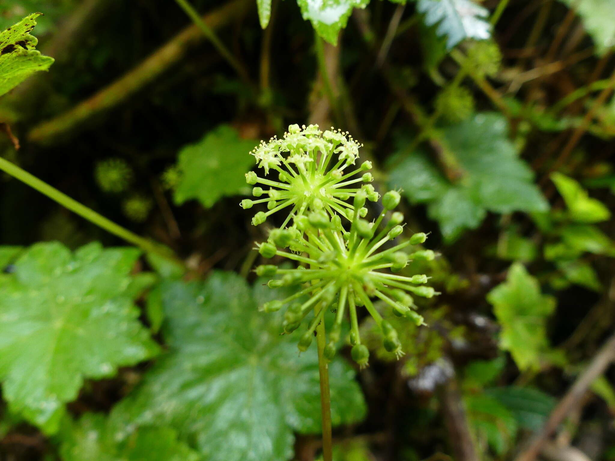 Image of Hydrocotyle hexagona Mathias