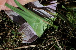 Image of Colchicum melanthioides subsp. melanthioides