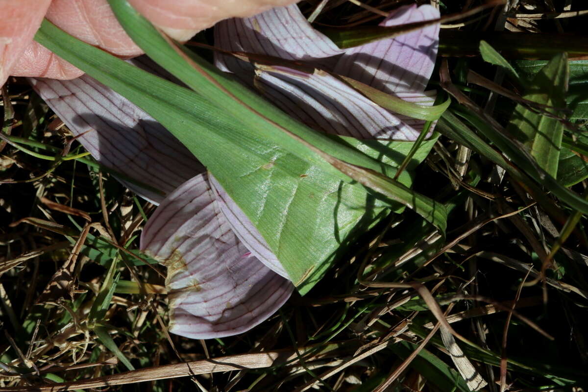 Image of Colchicum melanthioides subsp. melanthioides