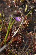 Image of Utricularia petertaylorii Lowrie