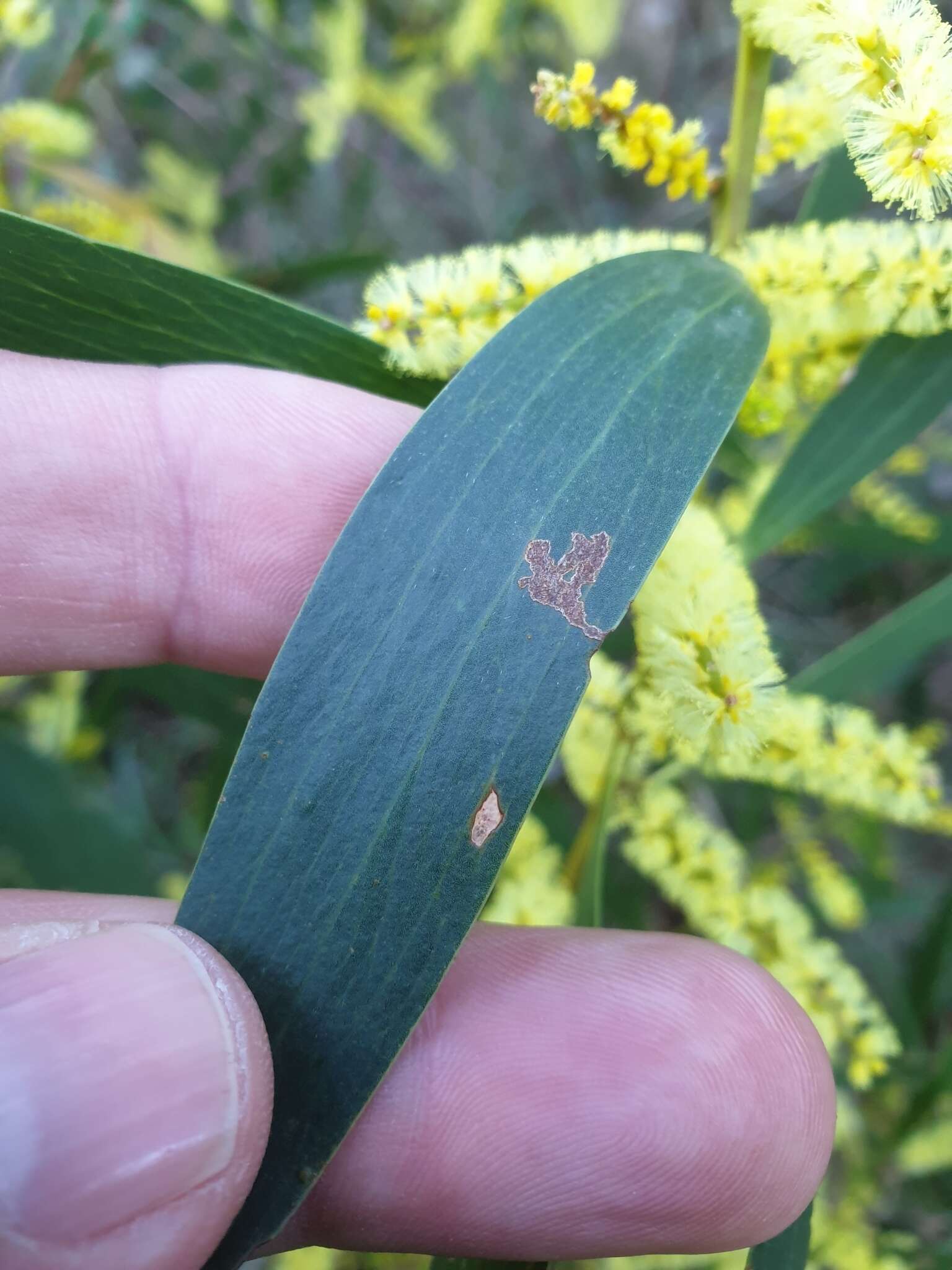 Imagem de Acacia longifolia subsp. sophorae (Labill.) Court