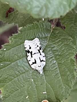 Image of Acleris literana Linnaeus 1758