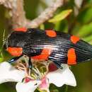 Image of Castiarina erythromelas (Boisduval 1835)