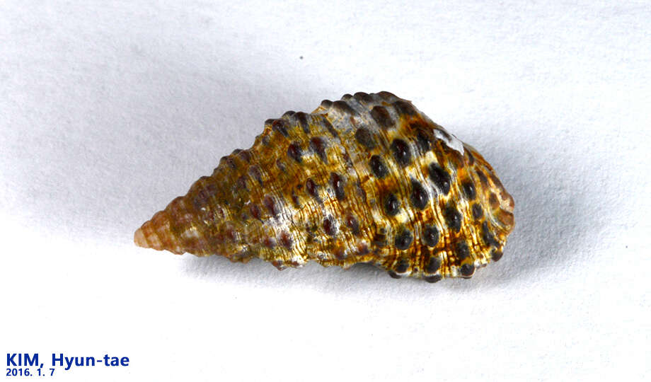 Image of Clypeomorus bifasciata (G. B. Sowerby II 1855)