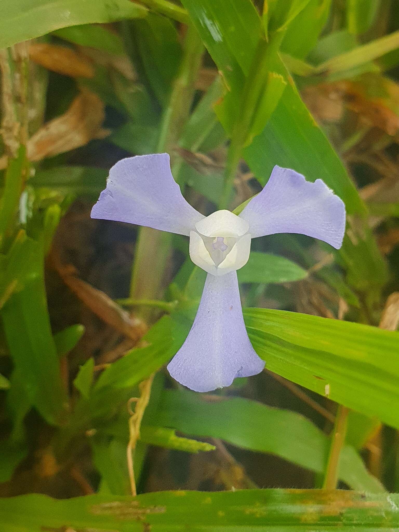 Imagem de Cipura paludosa Aubl.