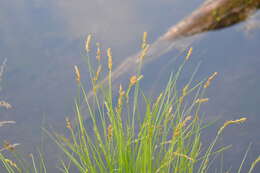 Image of Prairie sedge