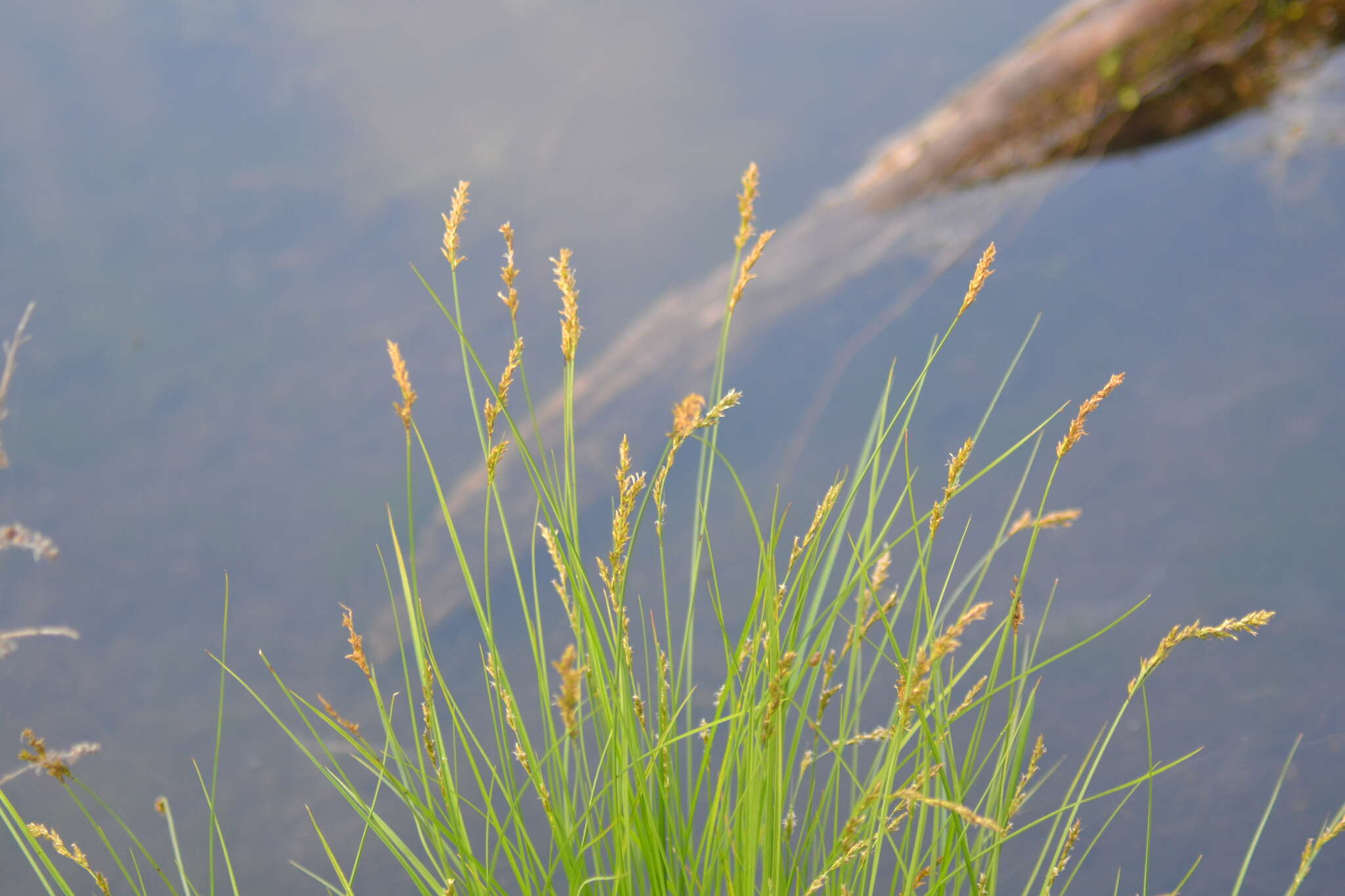 Image of Prairie sedge