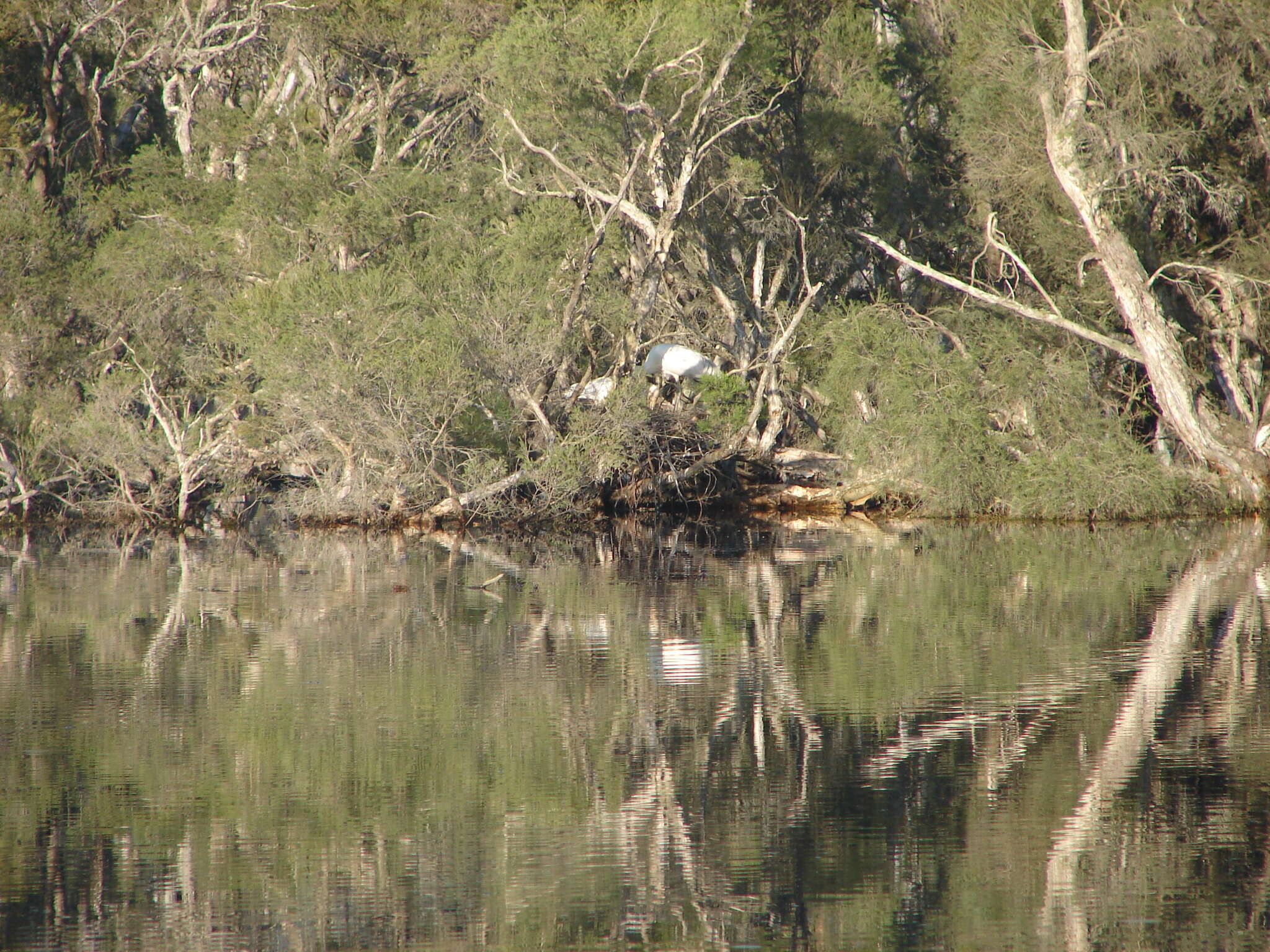 Imagem de Platalea flavipes Gould 1838