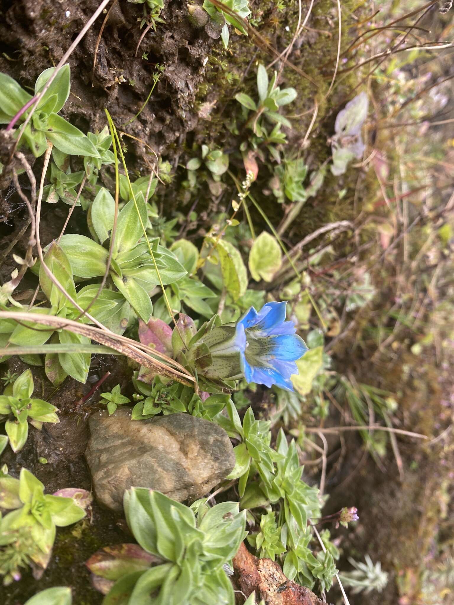 Image of Gentiana depressa D. Don