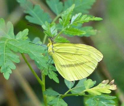 Image of Enantia clarissa (Weymer 1895)